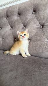 Baby BSH Golden NY12