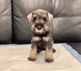 SCHNAUZER MINIATURE PUPPIES 6R53 🌻 雪纳瑞 Available