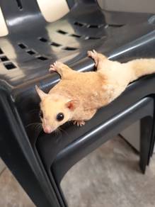 Sugar glider leucistic dewasa betina