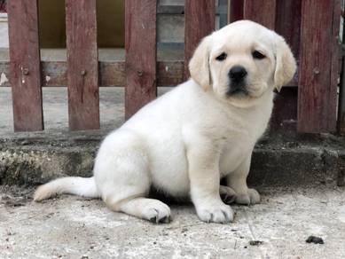 Labrador high quality male female
