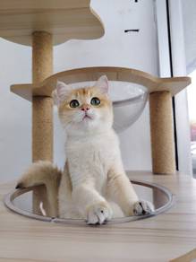 Bsh golden female