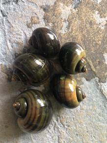siput gondang