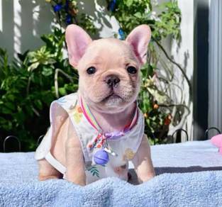 FRENCH BULLDOG PUPPIES 🌻S232 Boy