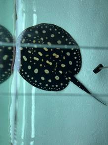 Black Diamond Stingray