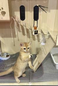 kucing bsh golden