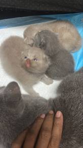 kitten bsh