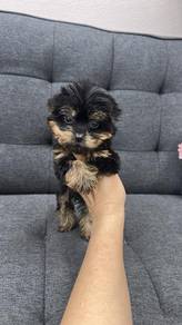 Pure Breed Mini Yorkshire (JF2) 纯种 迷你约克夏 女生