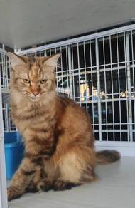 Si manja mencari parents baru