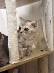 BSH Silver Tabby Cat - Boy