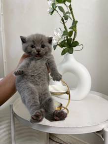 rehome