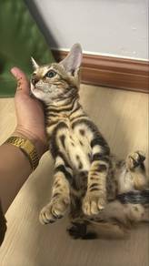 kucing bengal . betina