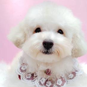 Poochon