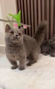 Munchkin for Rehome
