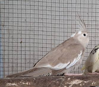 tiel wf