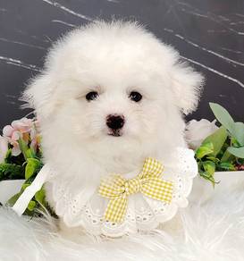 Maltipoo