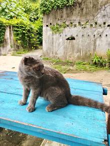 bsh (male)