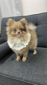 Pure Breed Red Merle Pomeranian (Male) 8 months