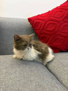 persian bicolour blue