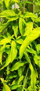 Pokok Arrowhead Plants