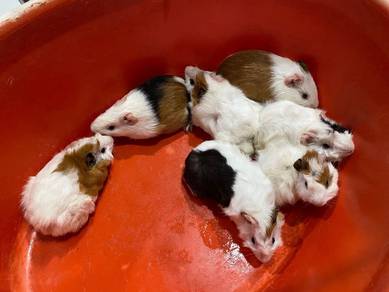 Guinea Pig (homebreed)