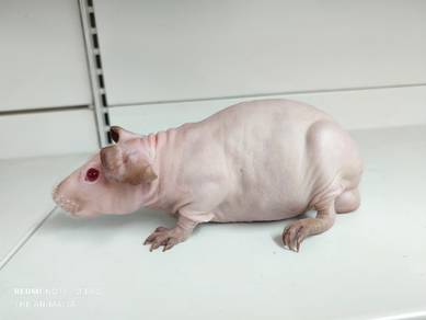 guinea pig