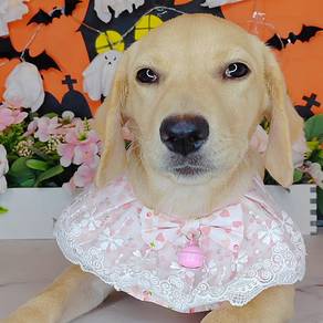 Labrador