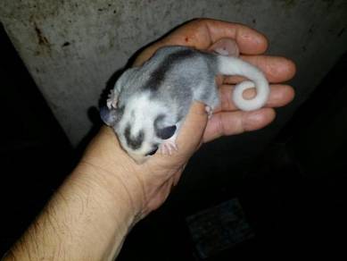 Mosaic Sugar Glider