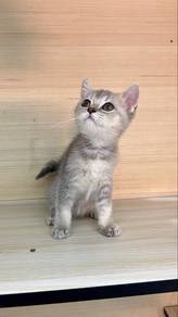 BSH Blue Golden Shaded