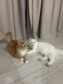 Two Persian mixed cats for sale as pair