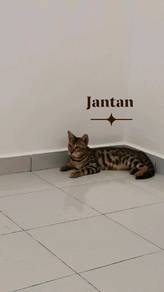 bengal kitten 🐾
