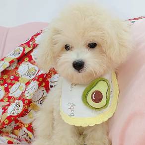 Maltipoo