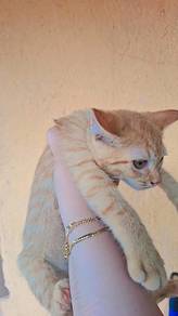 Adoption cat