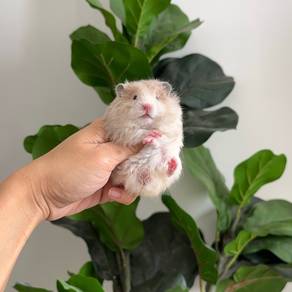 Poly yellow black hamster syrian bigbone