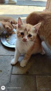 4 Anak Kucing