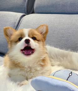 Welsh Corgi