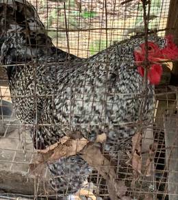 bahma chicken ayam berkajuk jantan