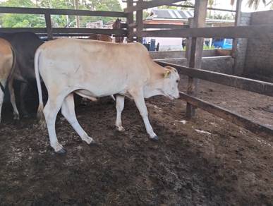 lembu betina dan jantan 
