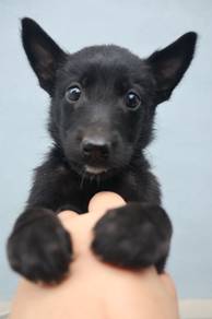 Belgian Malinois 