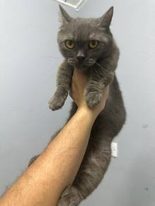 BSH Female Munchkin for Rehome