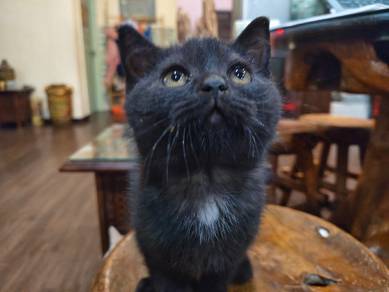 Full Black BSH male kitten 2 months 