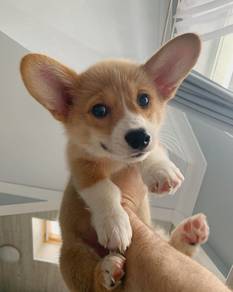 Obedient Corgi Short Leg puppy Baby Dog