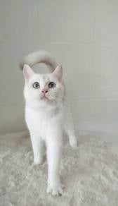 BSH British Shorthair White Female Clearence 