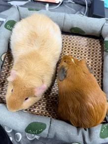 guinea pig