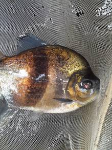 Ikan Emperor Blue Hook Fish