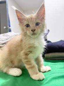 pure mainecoon male kitten