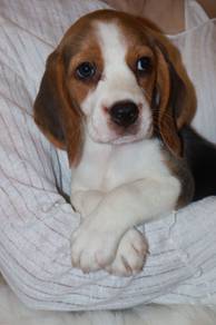 J0948 Beagle Charming Little Puppy