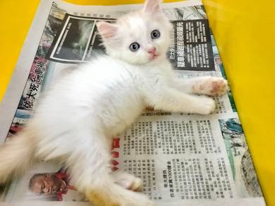 TOPs A-GRADE Song-Jin Orange White Ragdoll cat