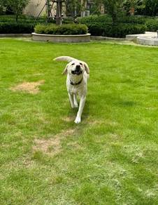 Labrador Retriever