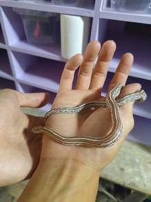 Corn Snake Ghost Tessera Het Snow