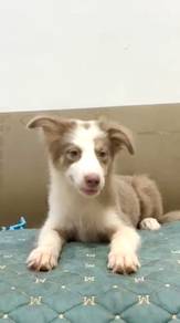 Birder collie LILAC TRI mka microchip